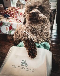 Paws on the prize. 🐾
Founded on a dream for doggie bliss, Sniffany & Co. (@sniffanycanada) is the go-to spot in @distilleryto for pampering your four-legged family members. 🐶💖
This independent, woman-led boutique is more than just a store; it's a statement that your pets are royally beloved and a haven where wagging tails meet chic charm.
For extended boxing week sales and local gifts, you won't find anywhere else, check out @sniffanycanada and The #DistilleryWinterVillage Shopping Week!
📸: @zorbroker