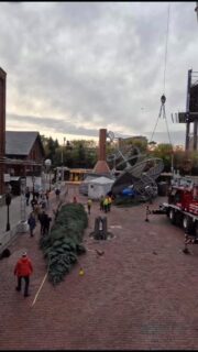 From load in to Tree Lighting Ceremony, see the tallest real Christmas tree in the GTA come to life! ✨ #TheDistilleryWinterVillage